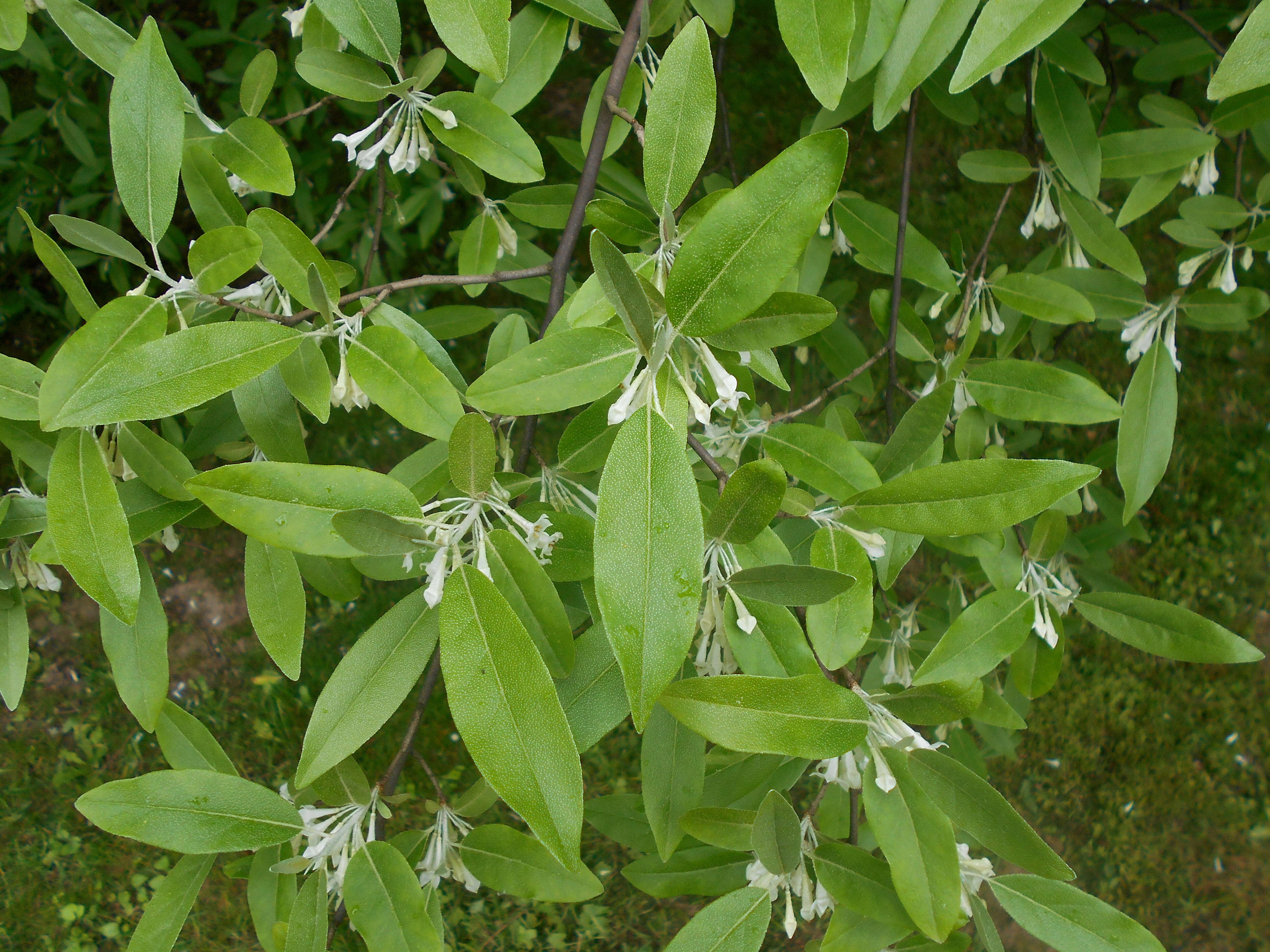 Image of cherry silverberry