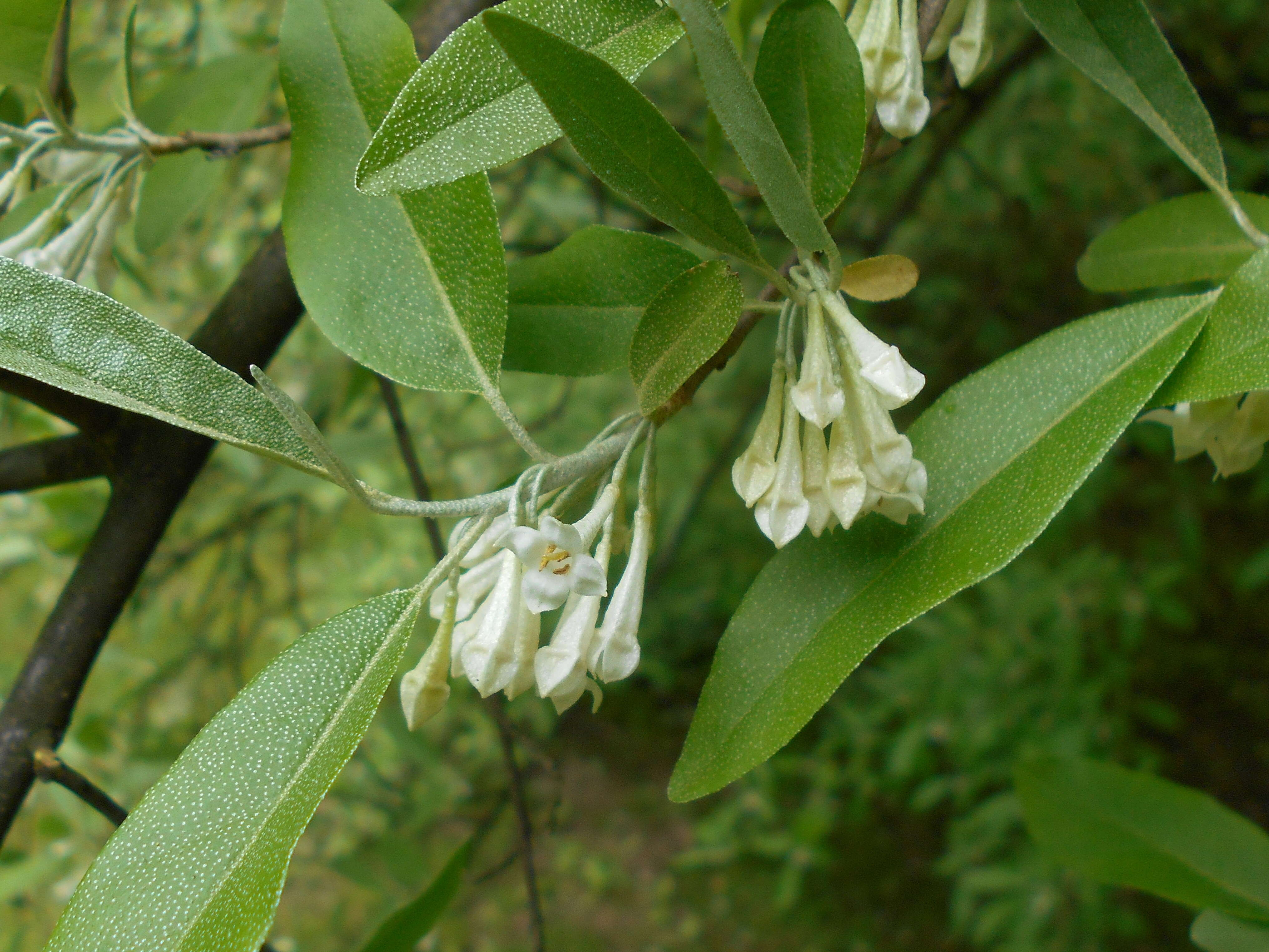 Image of cherry silverberry