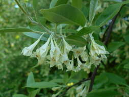 Image of cherry silverberry