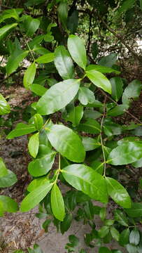 Image of Elaeodendron australe Vent.