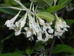 Imagem de Elaeagnus multiflora Thunb.