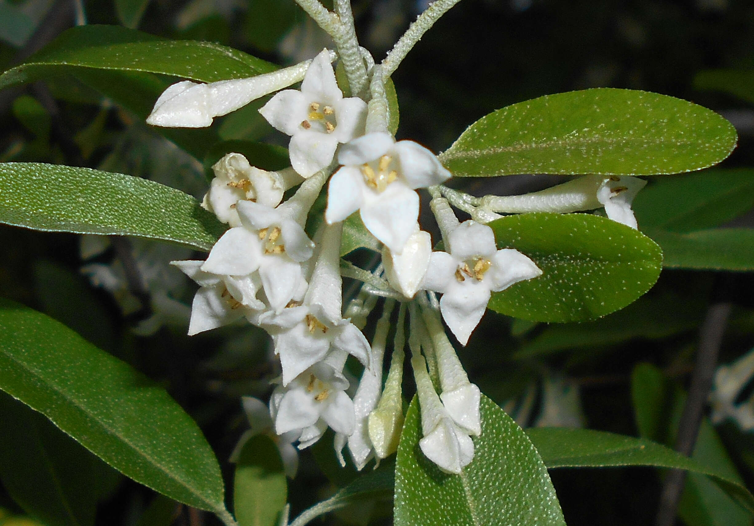 Image of cherry silverberry