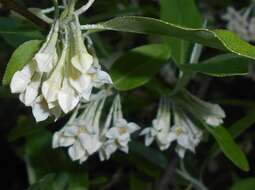 Image of cherry silverberry