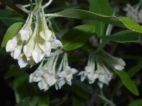 Image of cherry silverberry