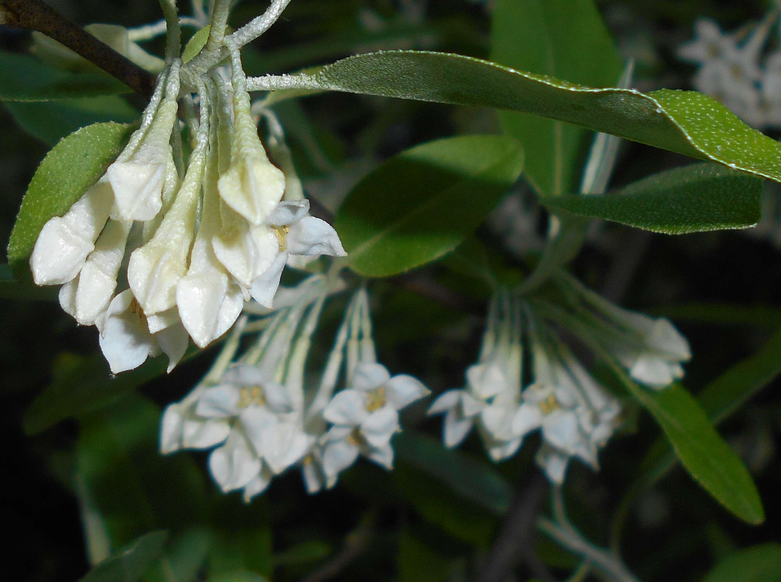 Image of cherry silverberry