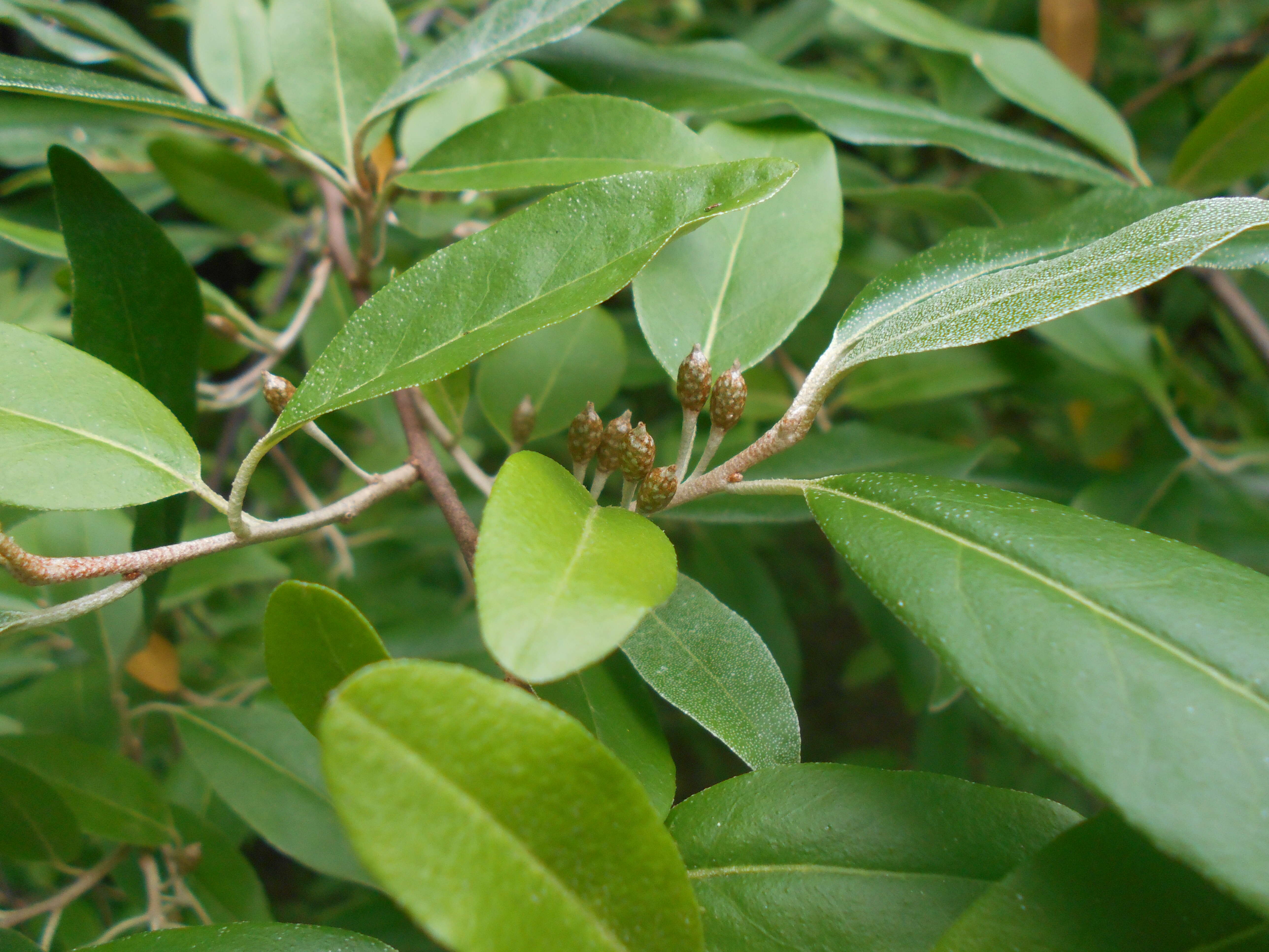 Image of cherry silverberry
