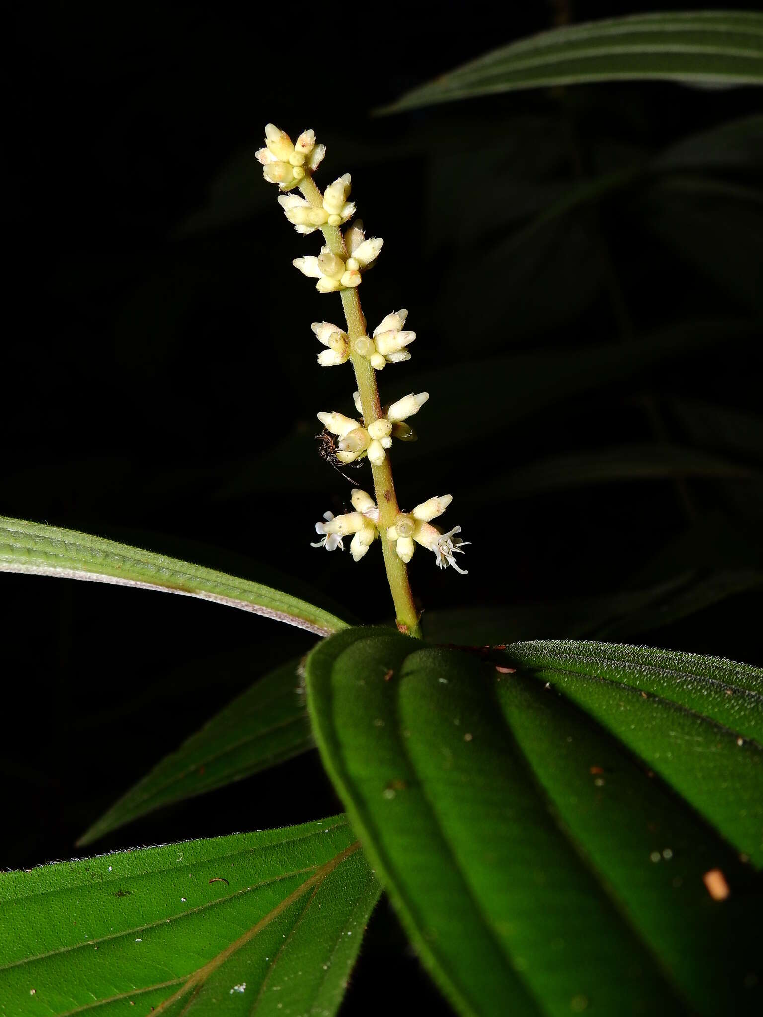 Image of Miconia nervosa (Sm.) Triana