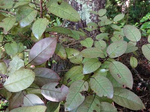 Image of Litsea calicaris (A. Cunn.) Benth. & Hook. fil. ex Kirk