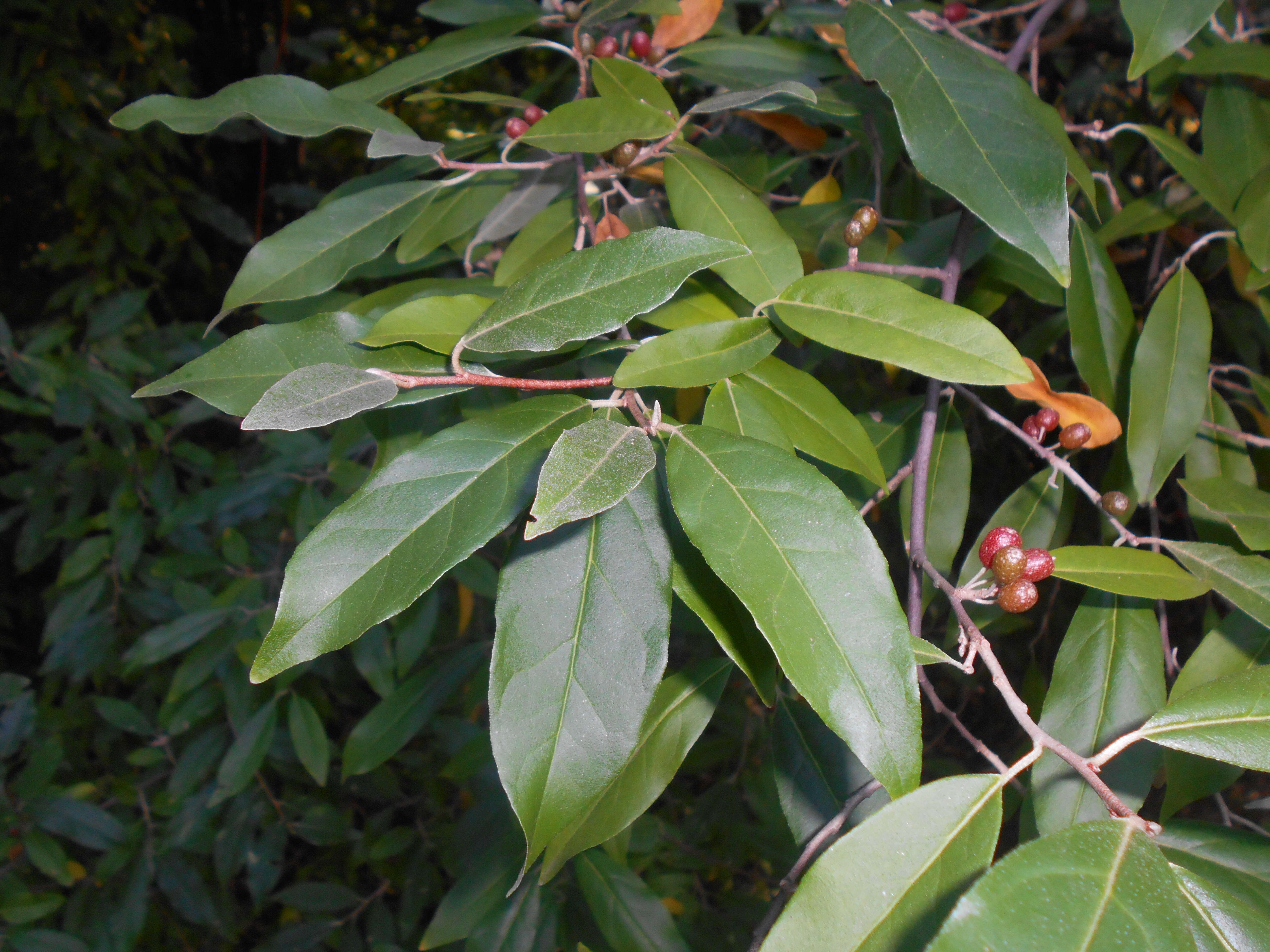 Imagem de Elaeagnus multiflora Thunb.