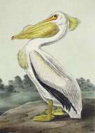 Image of American White Pelican