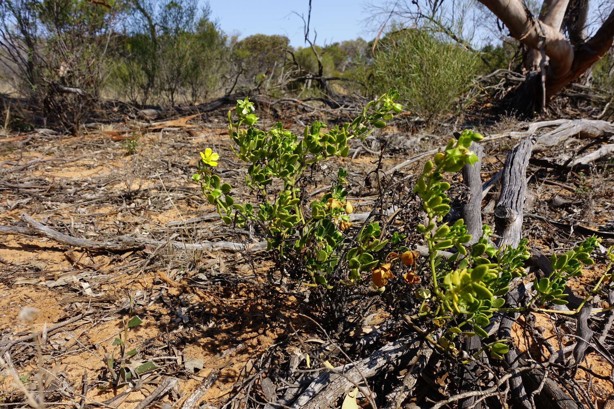 Image of Roepera apiculata (F. Müll.) Beier & Thulin