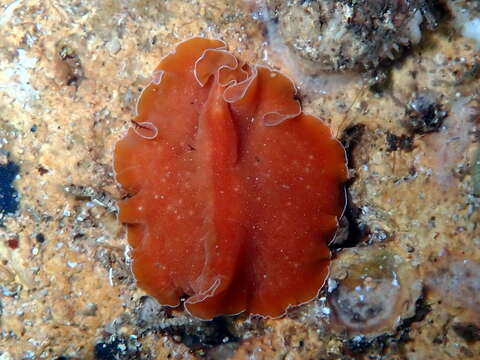 Image of Mediterranean orange polyclad worm