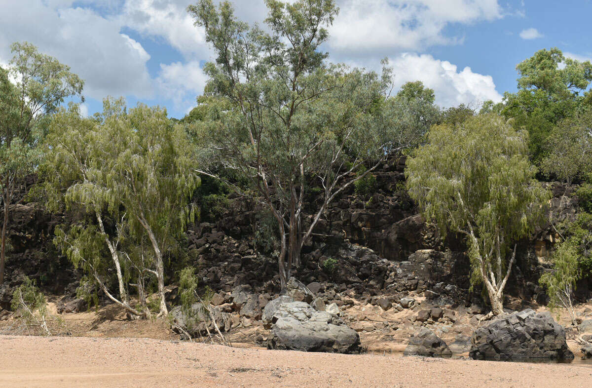 Sivun Melaleuca fluviatilis B. A. Barlow kuva