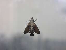 Image de Macroglossum sitiene Walker 1856