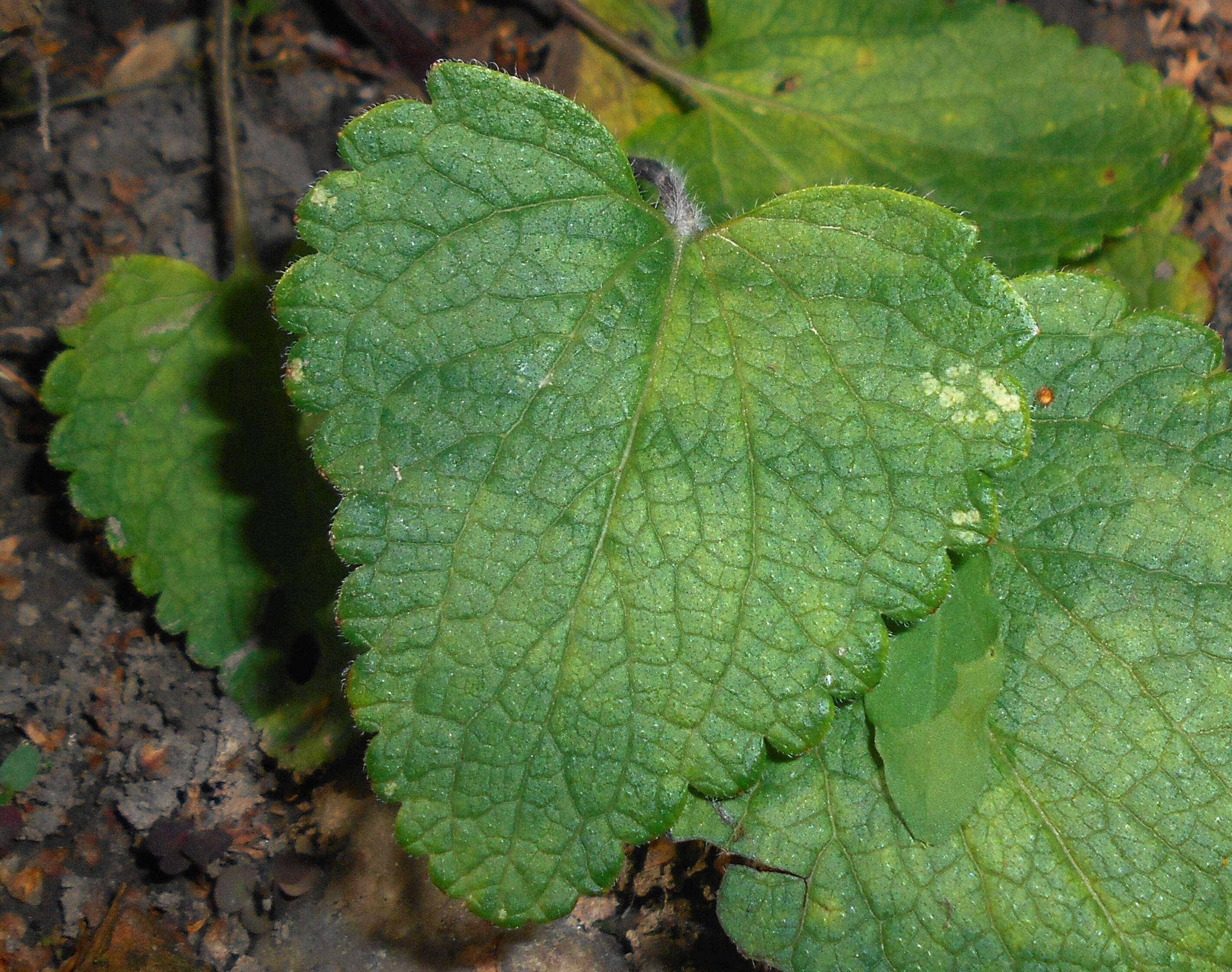 Image of Dracocephalum rupestre Hance