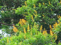 Image of Vochysia guatemalensis J. D. Smith