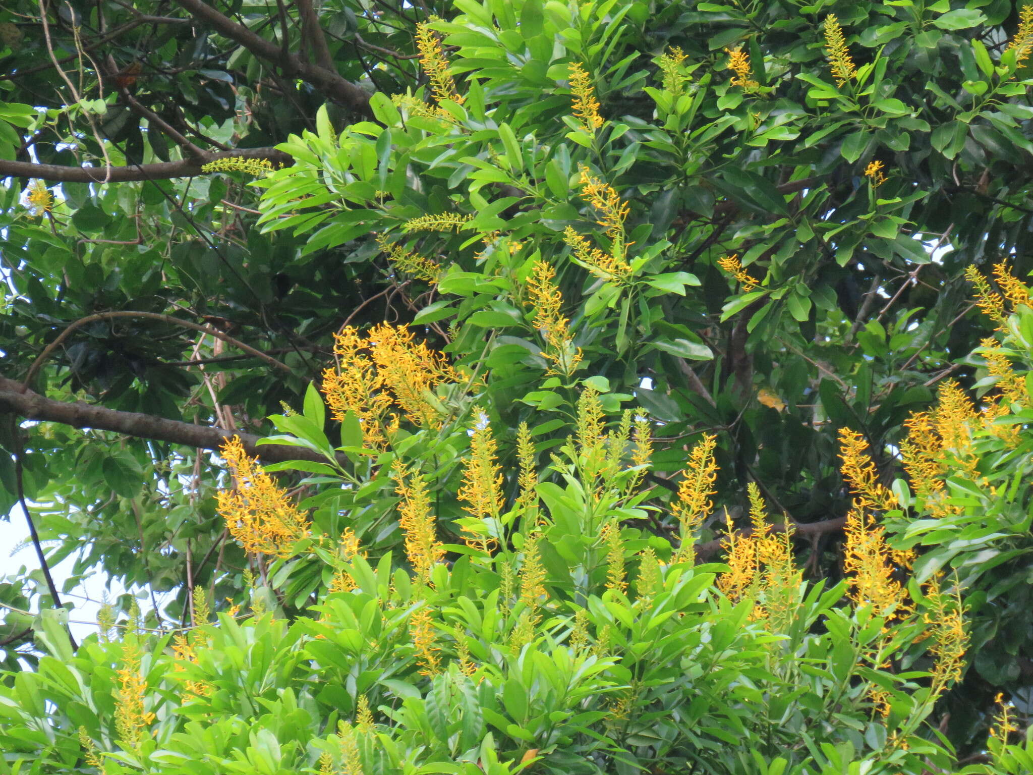 Image of Vochysia guatemalensis J. D. Smith