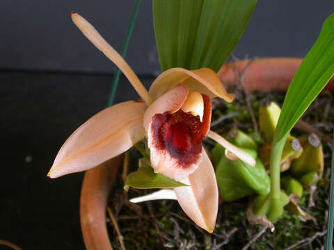 Image of Coelogyne xyrekes Ridl.