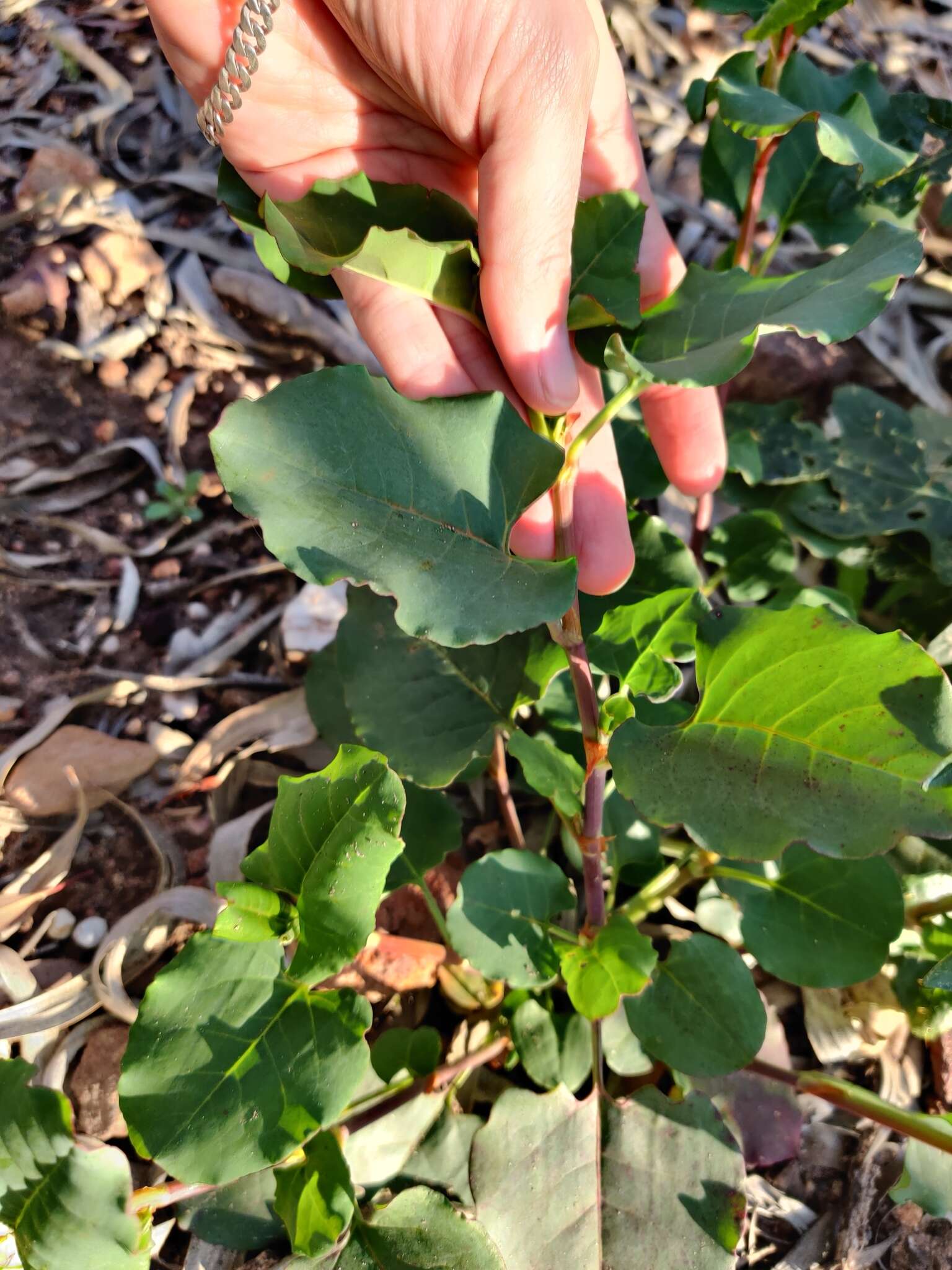 Image of Muehlenbeckia rhyticarya F. Müll.