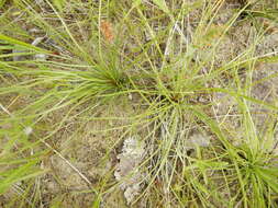 Image of Limestone Quillwort