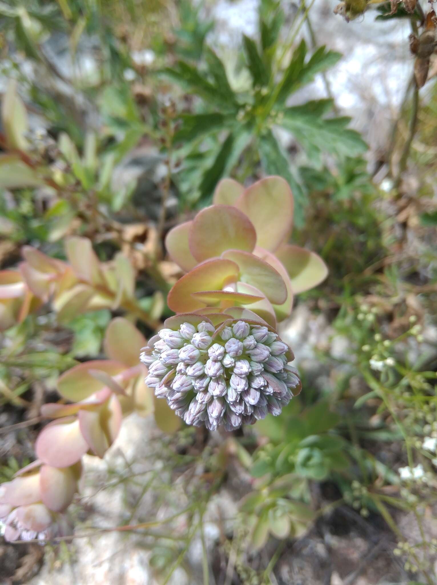 Imagem de Hylotelephium anacampseros (L.) H. Ohba