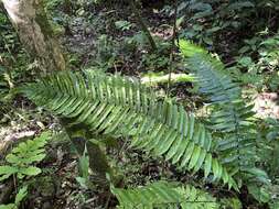 Image of Limestone Fern