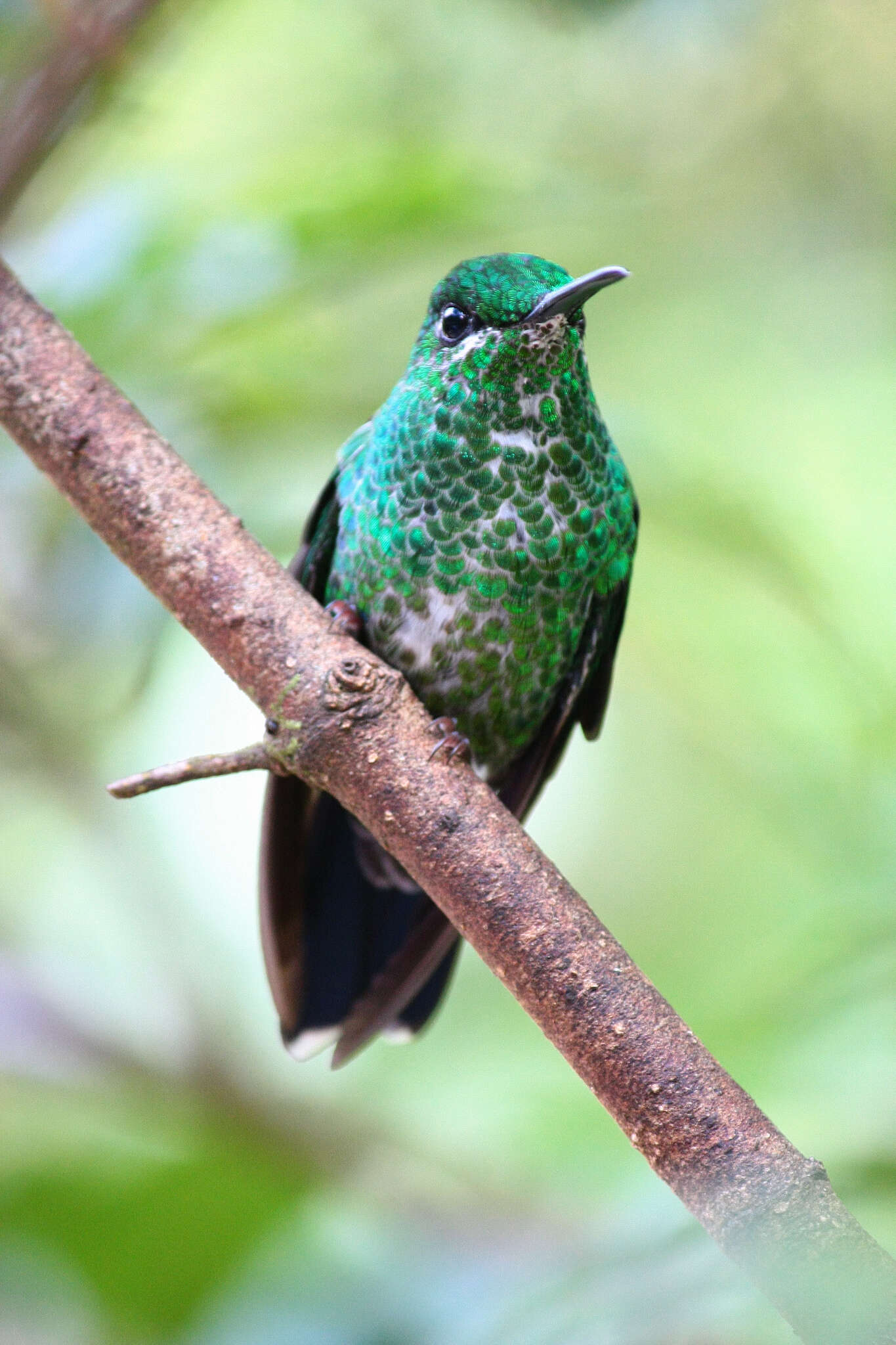 Image of Green-crowned Brilliant