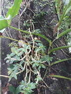 Image of Columnea purpusii Standl.