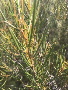 Image of Acacia triptycha F. Muell. ex Benth.