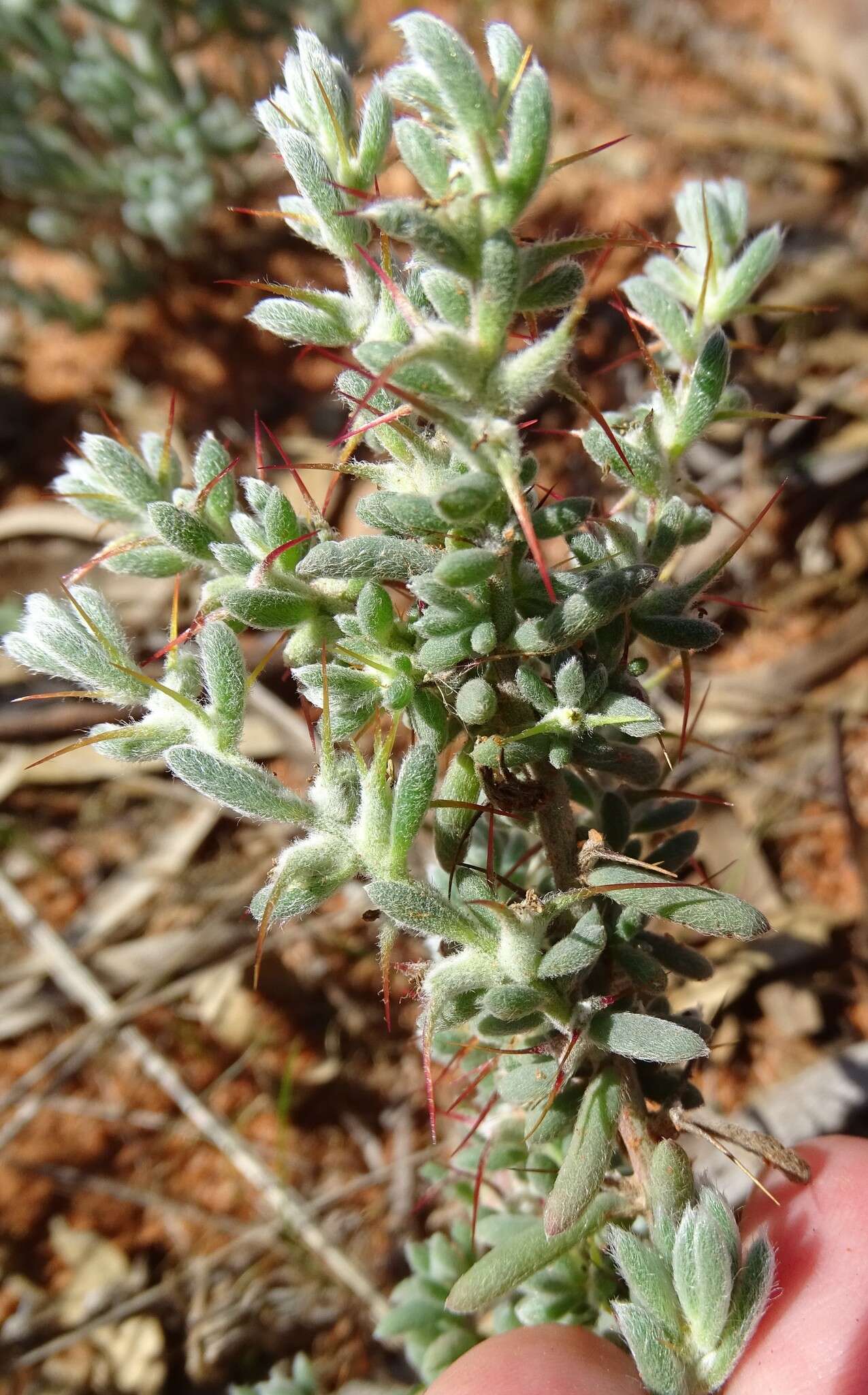 Image de Sclerolaena obliquicuspis (R. H. Anders.) Ulbr.