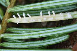 Image of Calyptospora columnaris J. G. Kühn 1886