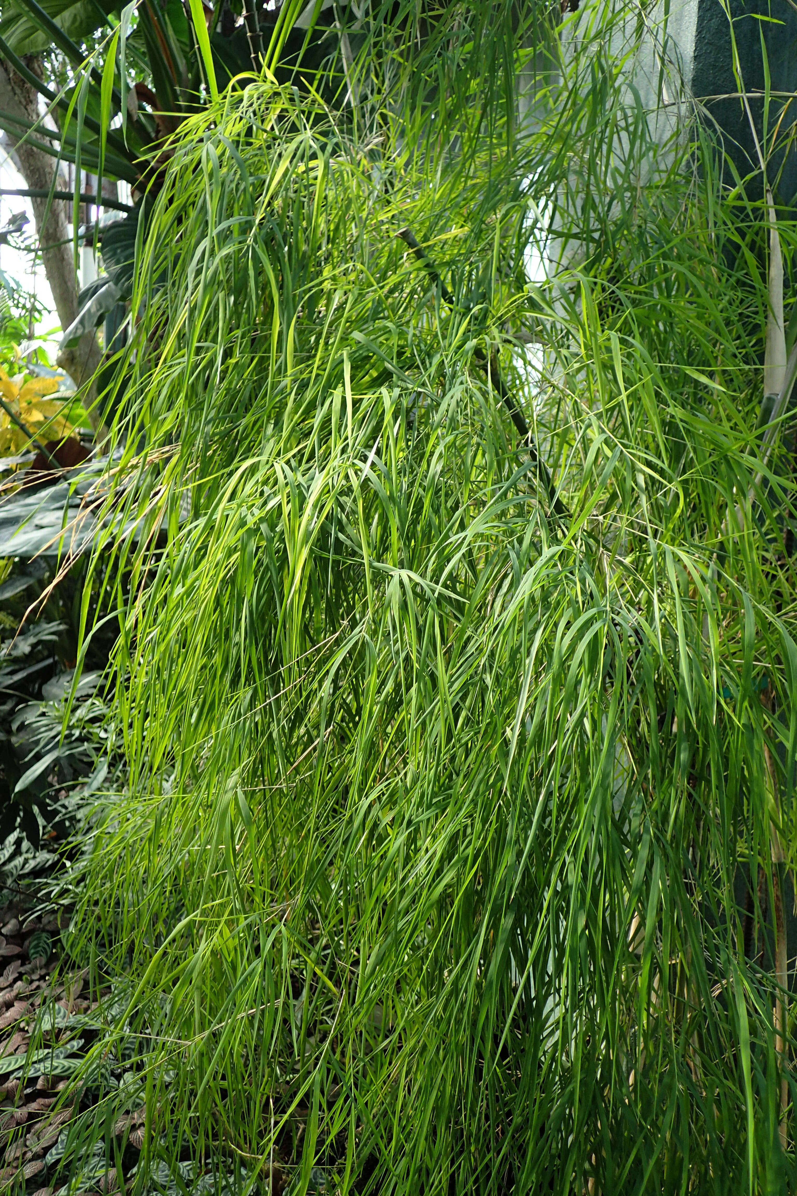 Image of Otatea acuminata (Munro) C. E. Calderón ex Soderstr.