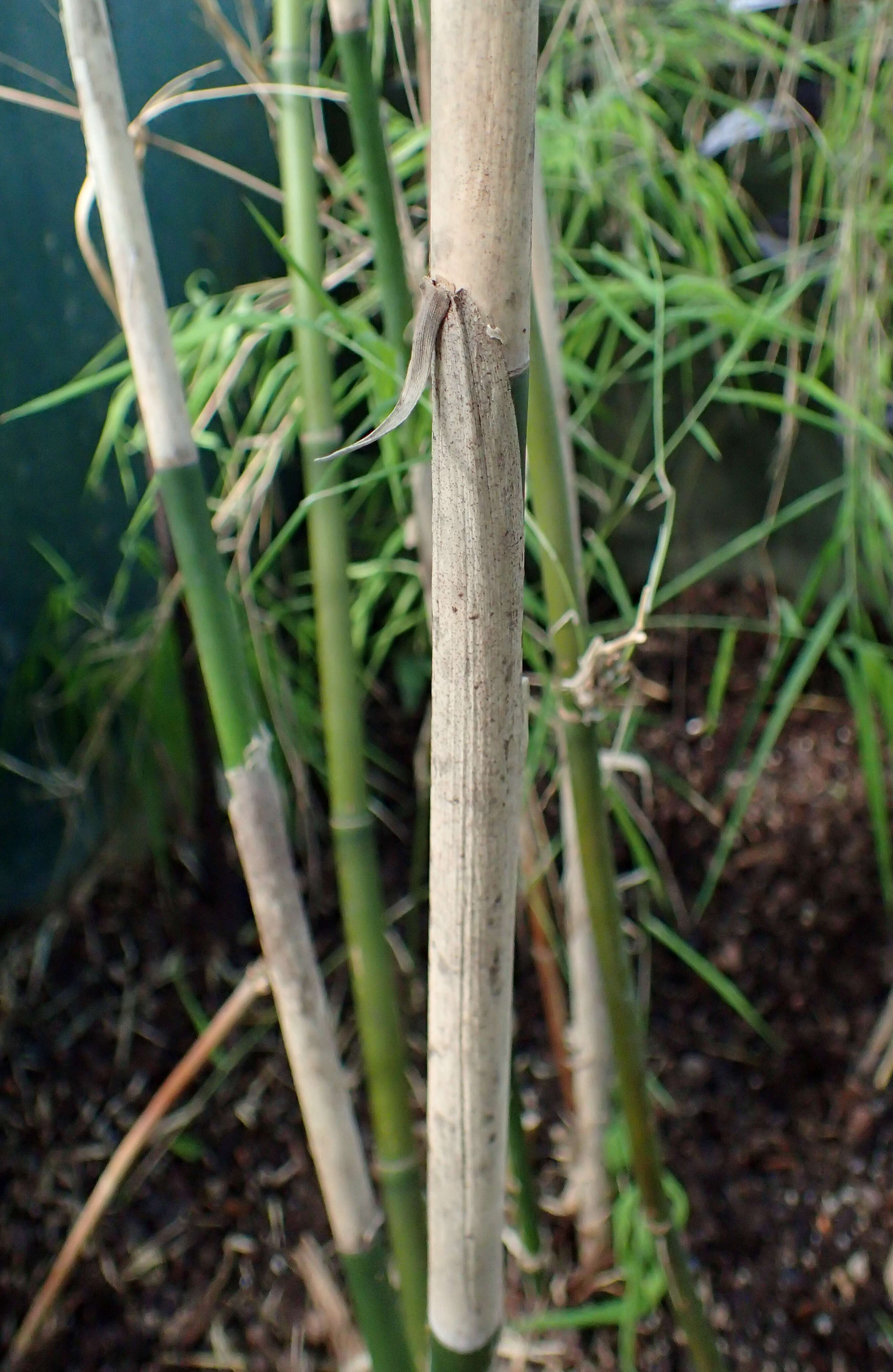 Image of Otatea acuminata (Munro) C. E. Calderón ex Soderstr.