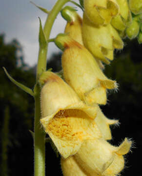 Imagem de Digitalis grandiflora Mill.