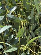 Image of cider gum