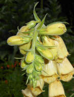 Imagem de Digitalis grandiflora Mill.