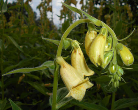 Imagem de Digitalis grandiflora Mill.