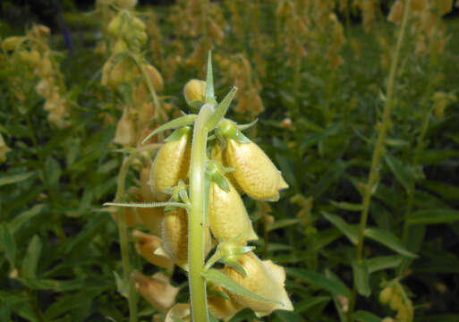 Imagem de Digitalis grandiflora Mill.