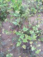 Image of stinging phacelia