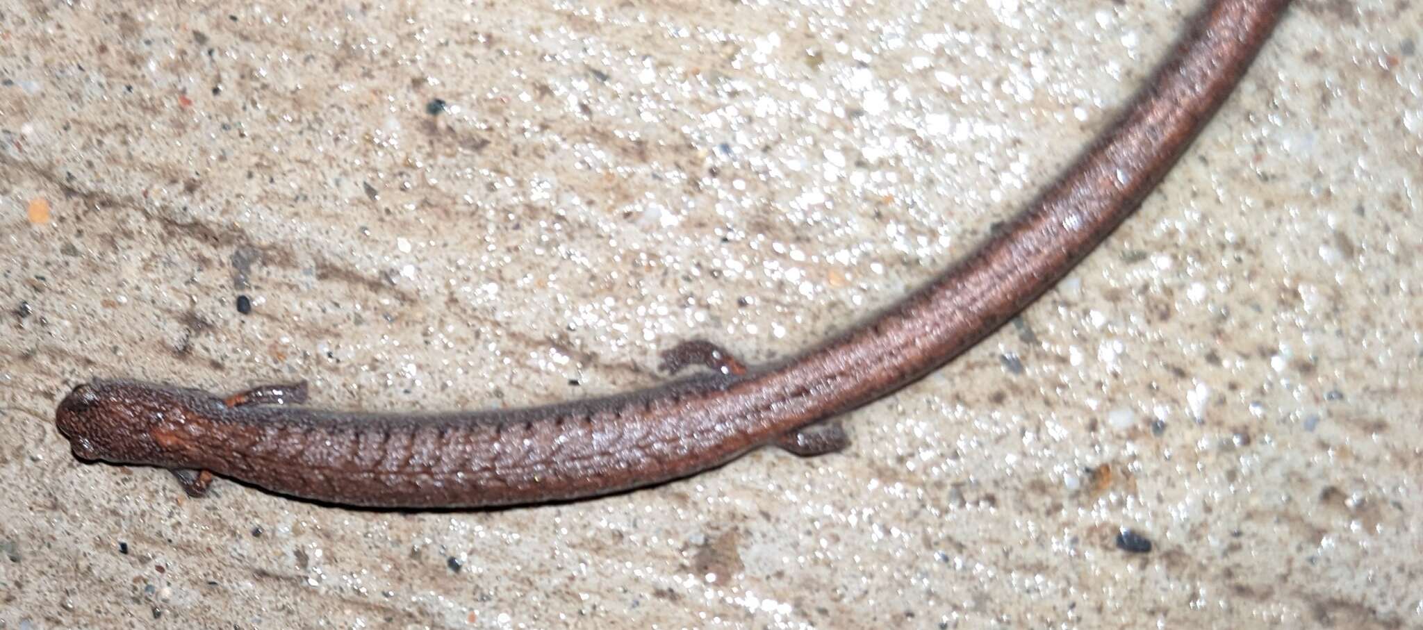 Image of Gregarious Slender Salamander