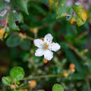 Asterolasia pallida Benth. resmi