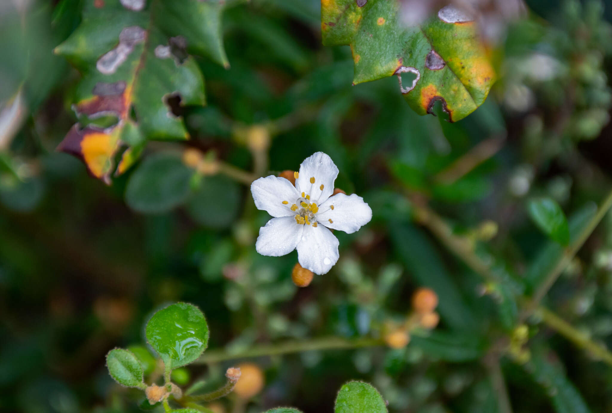 Image of Asterolasia pallida Benth.