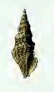 Image of Paradrillia consimilis (E. A. Smith 1879)