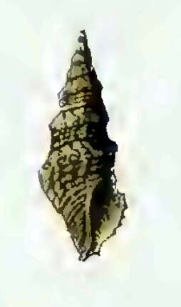 Image of Paradrillia consimilis (E. A. Smith 1879)