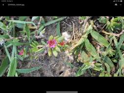 Image of Paraguayan purslane