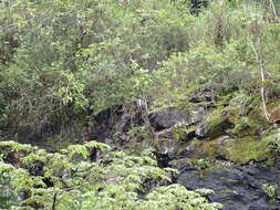 Image of Gray-backed Hawk