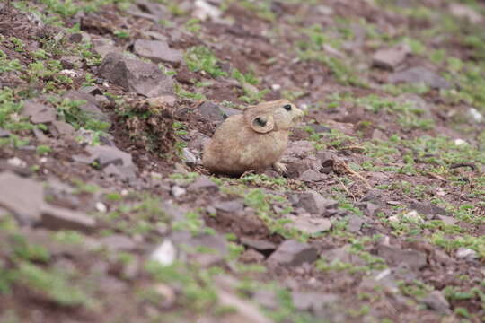 Image of Ladak Pika