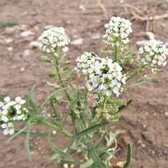 Sivun Lepidium alyssoides A. Gray kuva