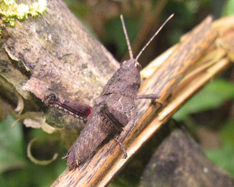 Image of Agriacris aequatoriana (Bolívar & I. 1909)