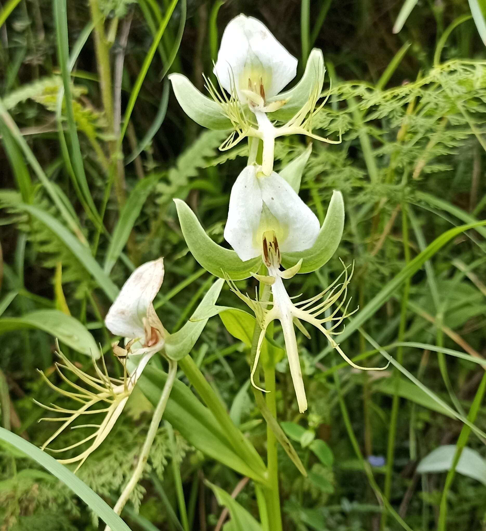 Image of Habenaria intermedia D. Don